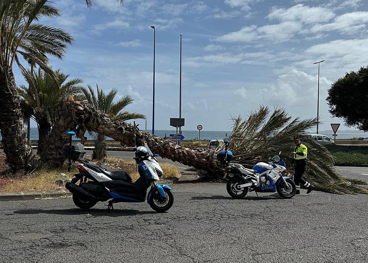 Imagen secundaria 1 - Imagenes de la actuación realizada por la Policía Local, Parques y Jardines y el SEIS.