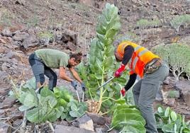 Operarios de Gesplan extrayendo un ejemplar del árbol de la seda o manzano de Sodoma.