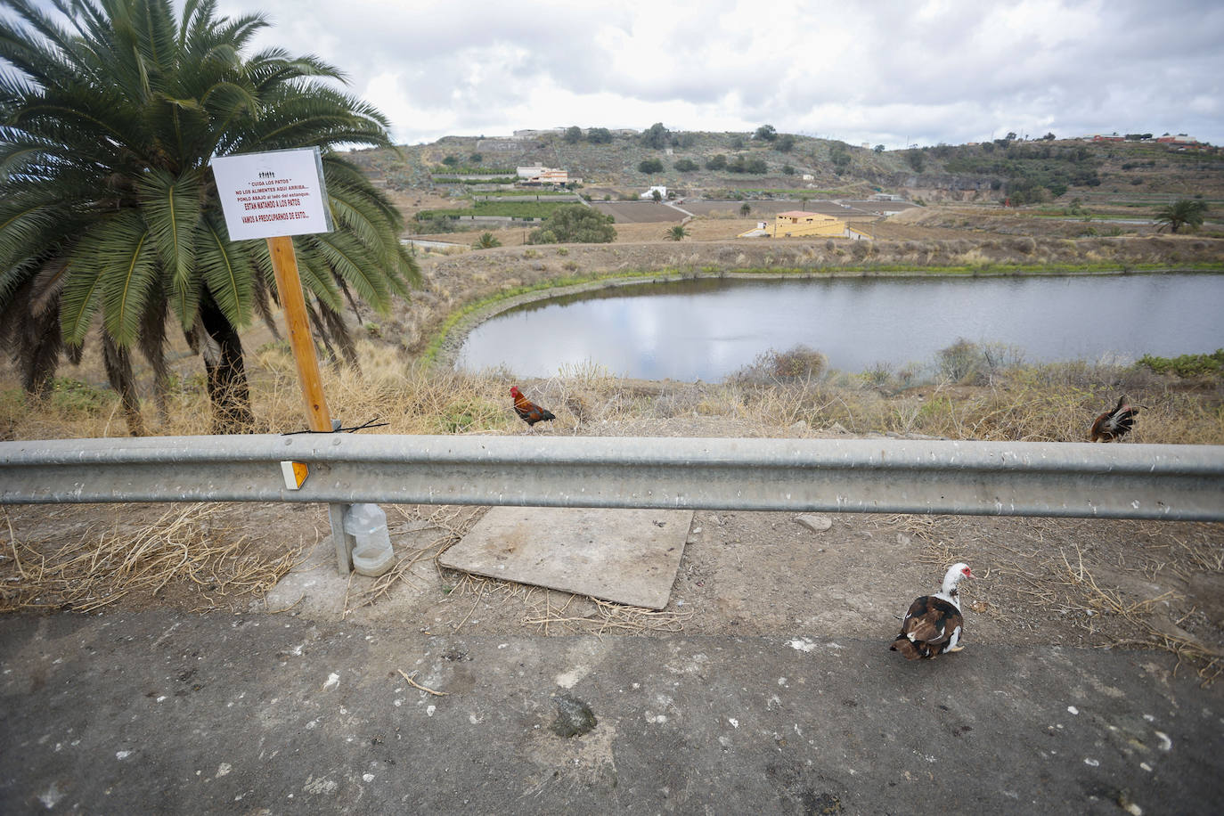 Aves en el entorno de las Charcas.