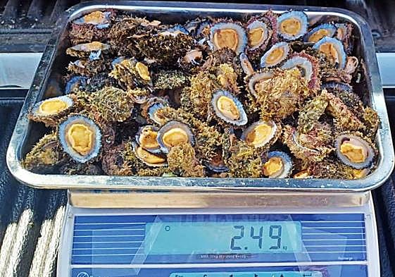 Imagen de los 2,49 kilos de lapas incautados.