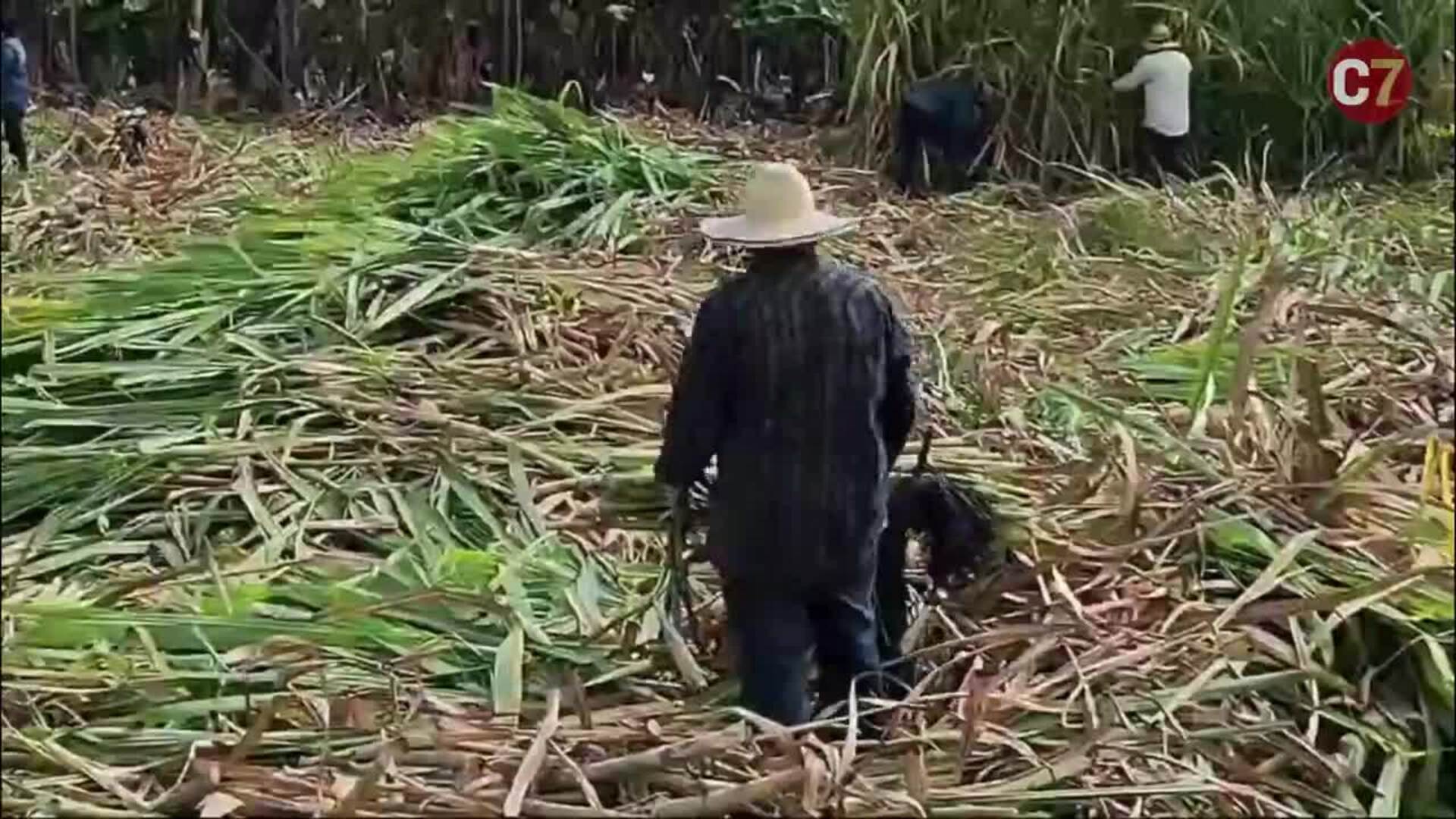 Así se hace el ron Arehucas, que este año cumple 140 años