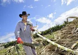 Un trabajador de la finca de Destilerías Arehucas, cortando caña de azúcar a machete.