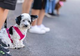 El colegio de veterinarios de Canarias lanza campaña para fomentar la tenencia responsable de mascotas