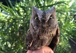 Imagen del autillo durante su estancia en el centro de recuperación de fauna silvestre del Cabildo de Gran Canaria, en Tafira.