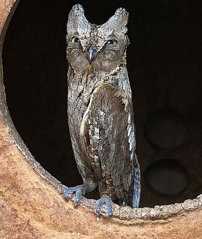 Imagen secundaria 2 - Pino Marín entrega el autillo a Isabel Gallarosa. En las otras fotos, el ave en Madrid y en Gran Canaria