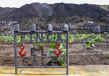 Sembradas las primeras fincas de plátanos sobre las coladas del volcán Tajogaite