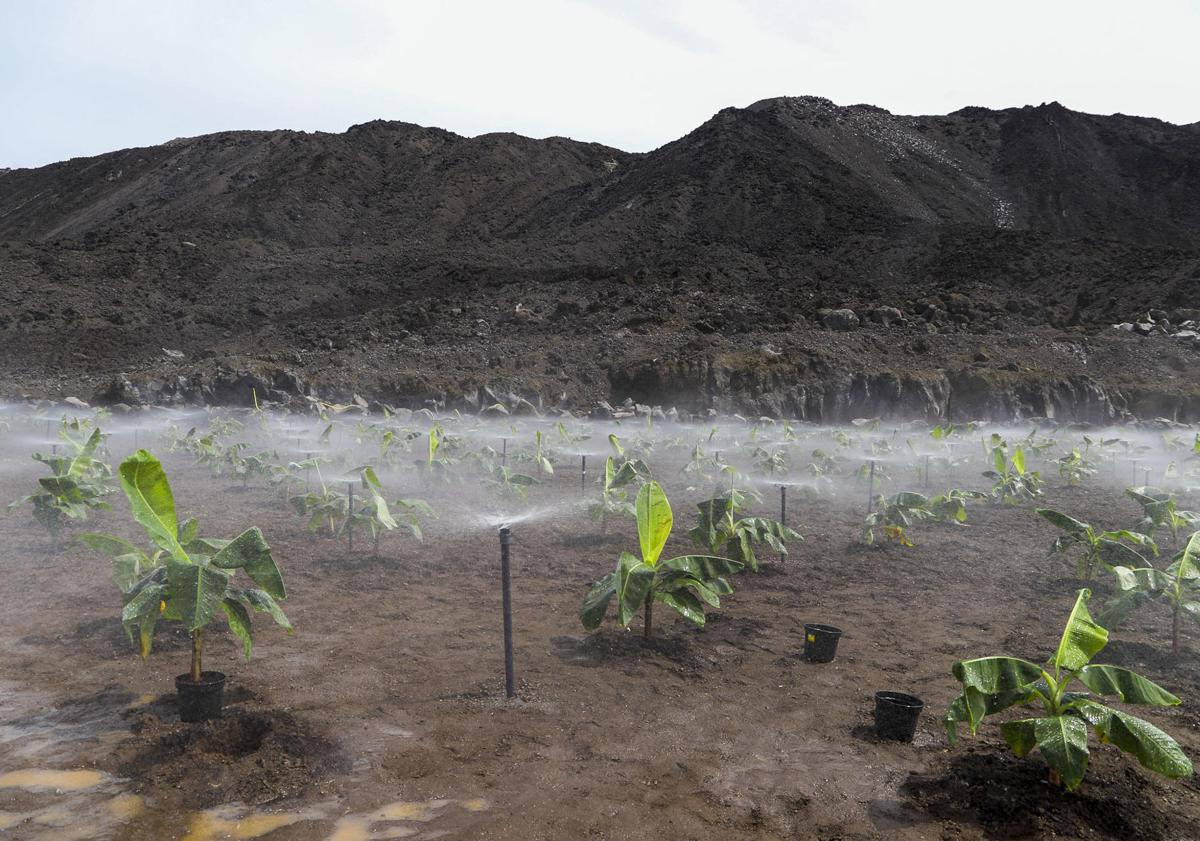 Imagen principal - Sembradas las primeras fincas de plátanos sobre las coladas del volcán Tajogaite