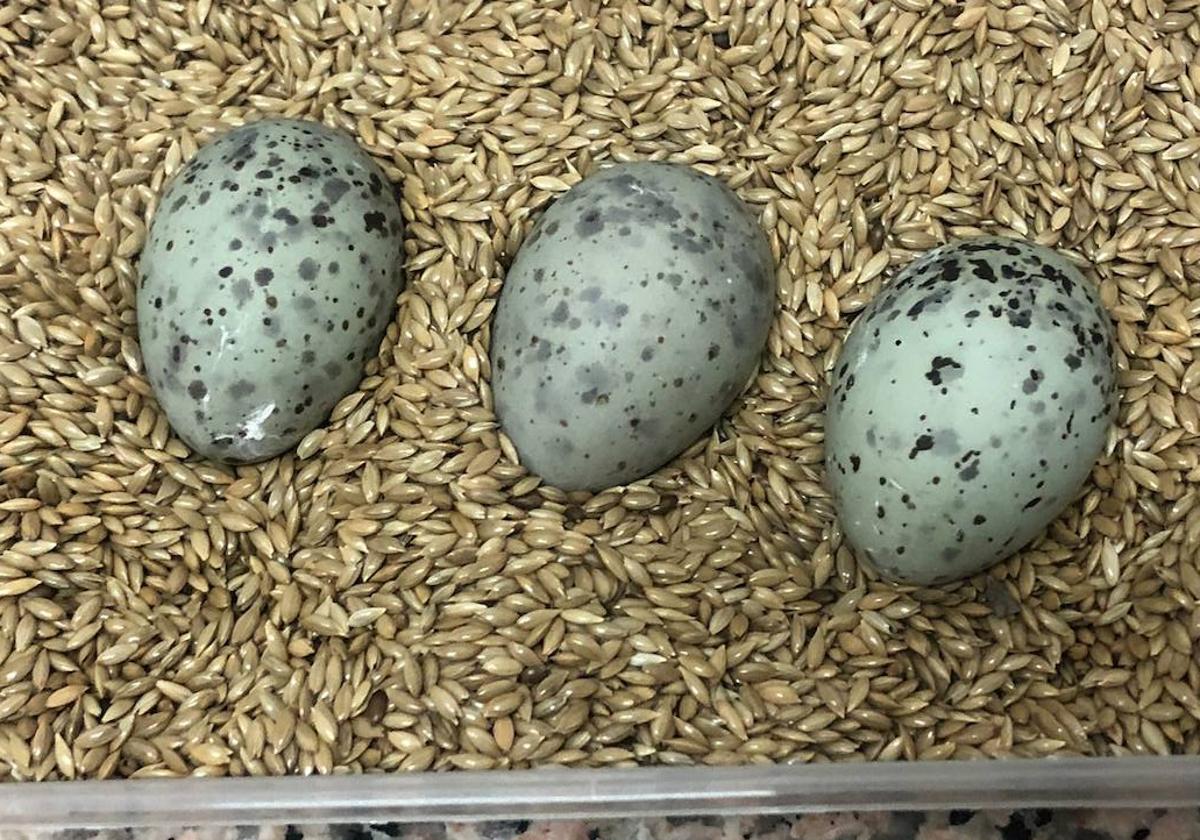 El arriesgado rescate de tres huevos de charrán