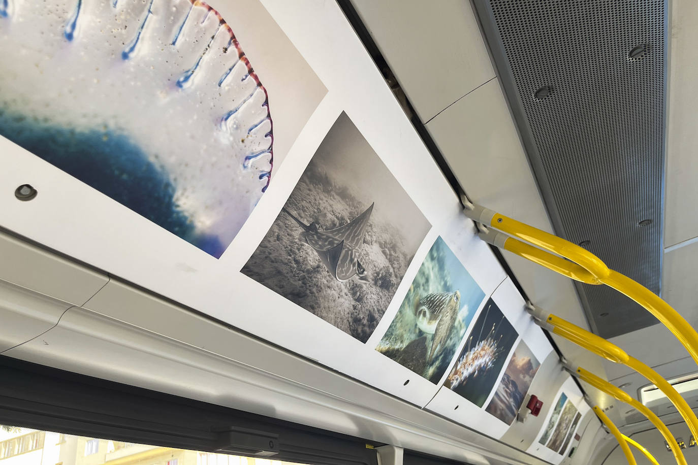 Una exposición itinerante sobre Las Canteras nos invita a descubrir su fondo marino