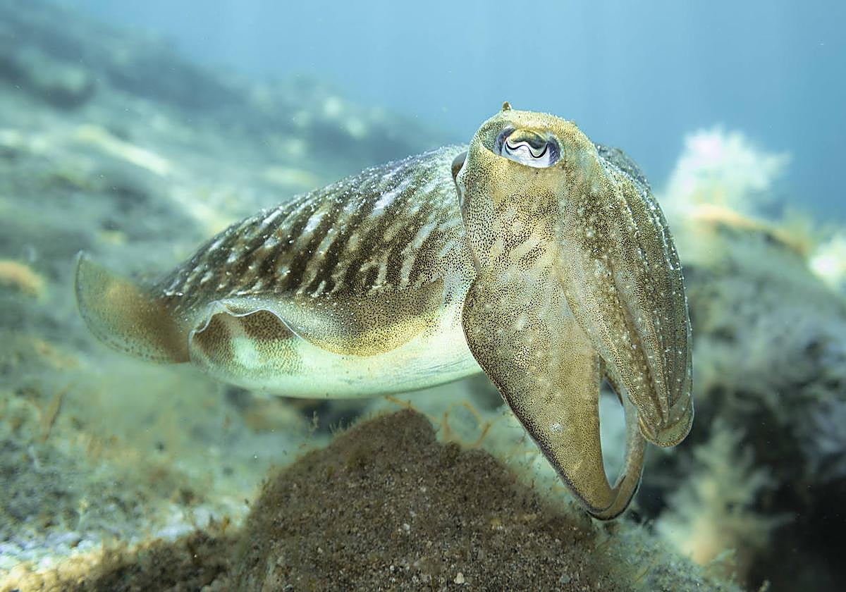 Una exposición itinerante sobre Las Canteras nos invita a descubrir su fondo marino