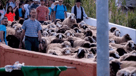Imagen del año pasado de la Fiesta de la Lana de Caideros.
