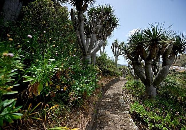 Sendero interior del Jardín Botánico Viera y Clavijo.