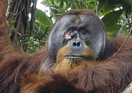 Fotografía del macho de orangután Rakus con la herida bajo el ojo que se trató con plantas medicinales.