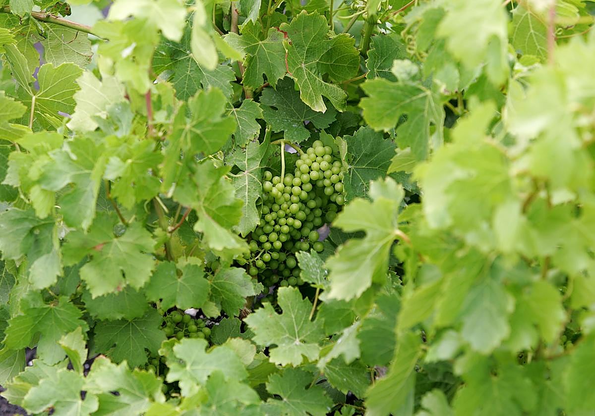 Brotación de uvas en viñedos de La Geria, a mediados de esta semana.