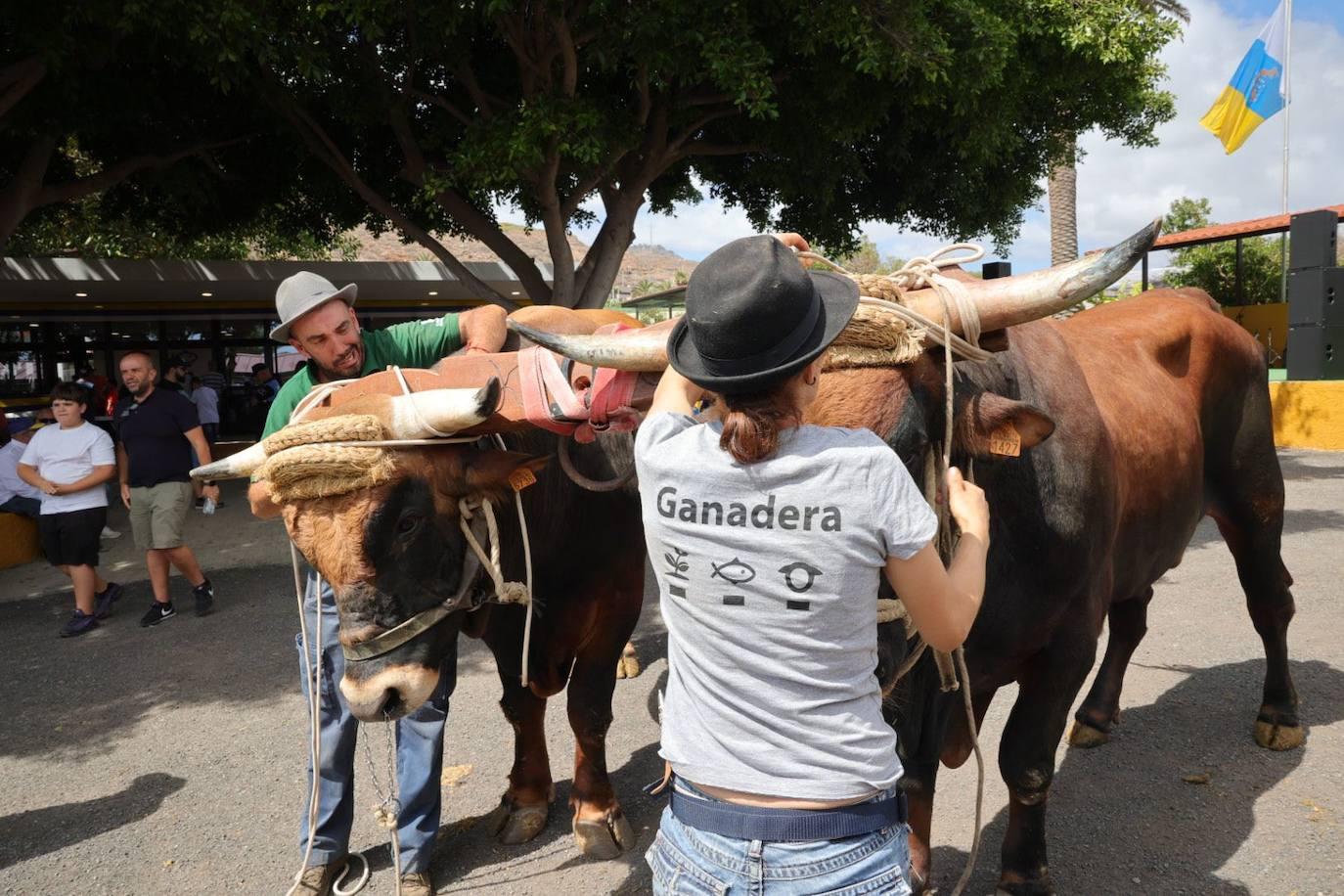 La feria de ganado de Arucas, en imágenes