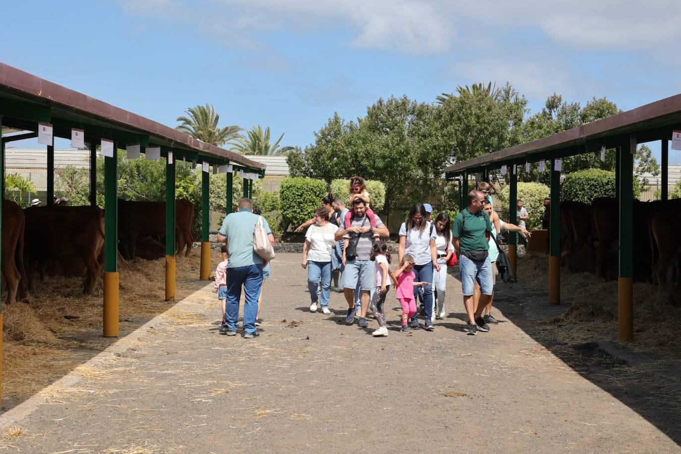 La feria de ganado de Arucas, en imágenes