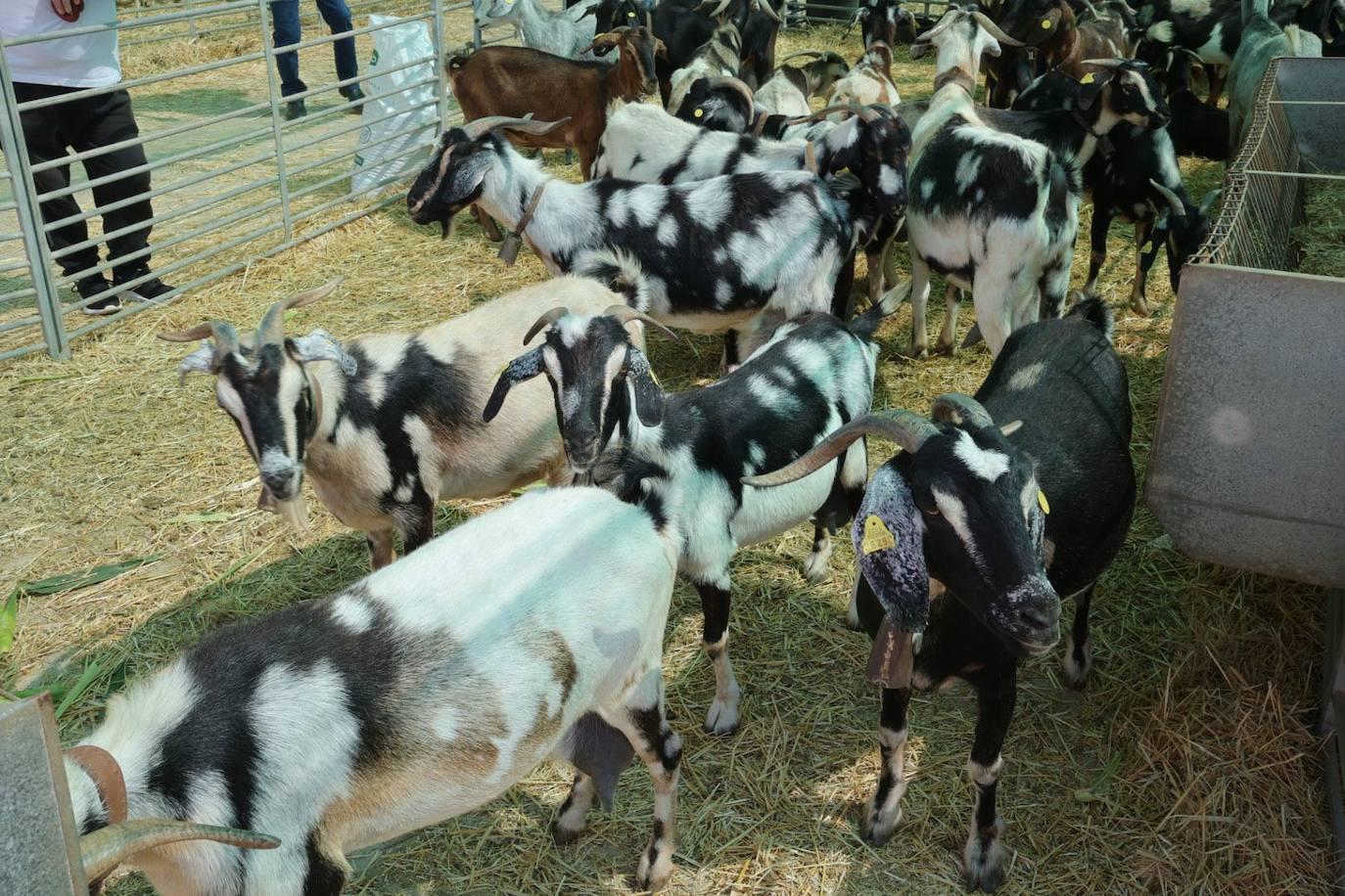 La feria de ganado de Arucas, en imágenes