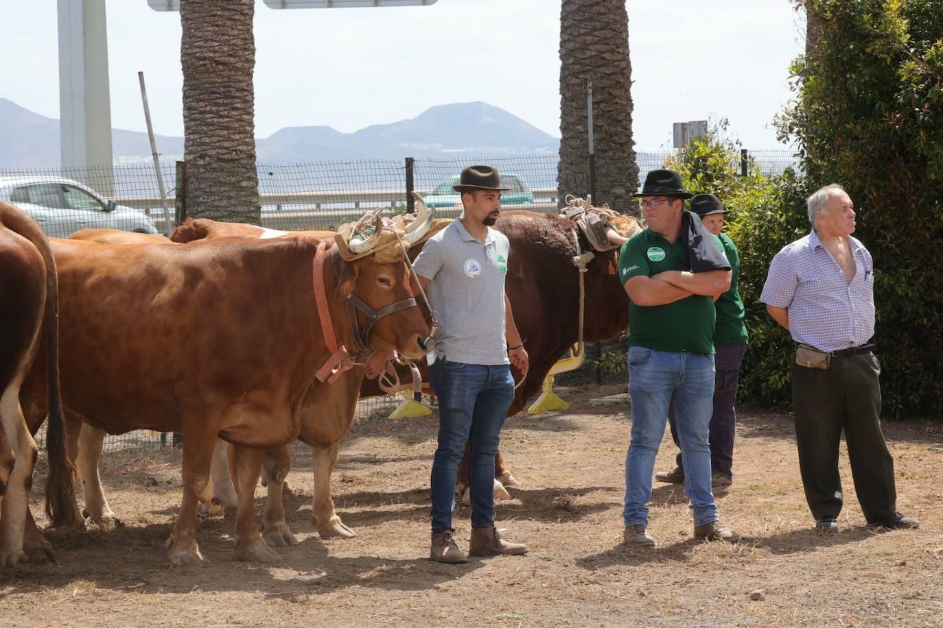 La feria de ganado de Arucas, en imágenes