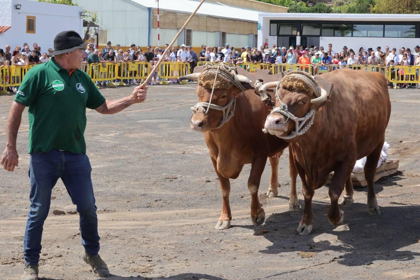La feria de ganado de Arucas, en imágenes
