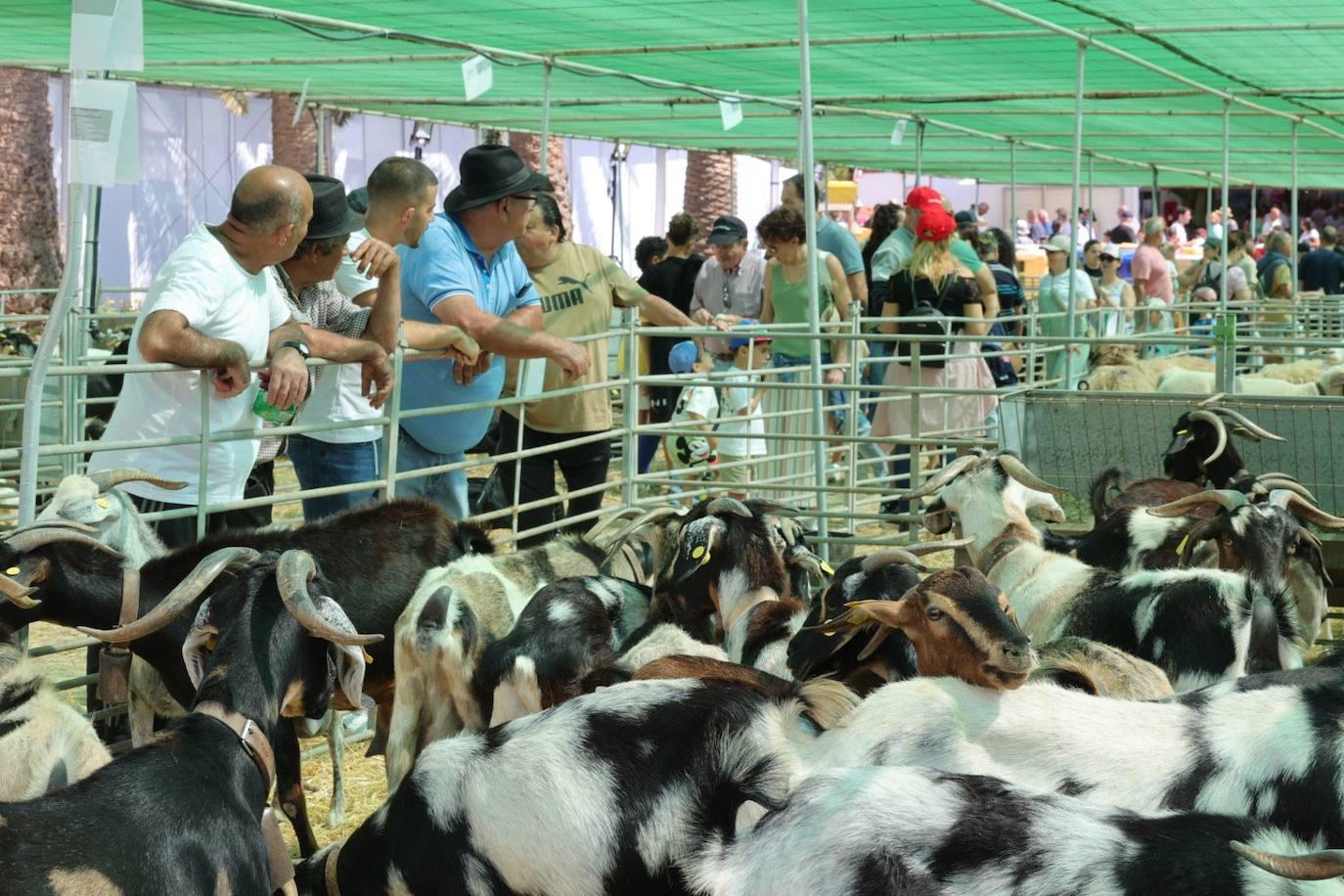 La feria de ganado de Arucas, en imágenes