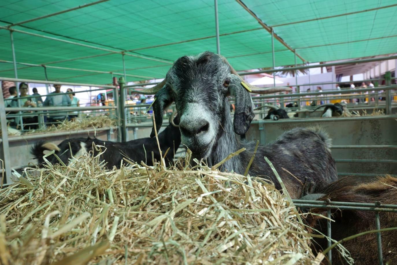 La feria de ganado de Arucas, en imágenes