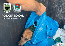 Animal rescatado de un contenedor de basura.