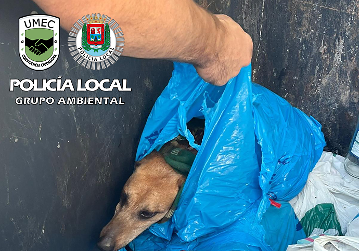 Animal rescatado de un contenedor de basura.