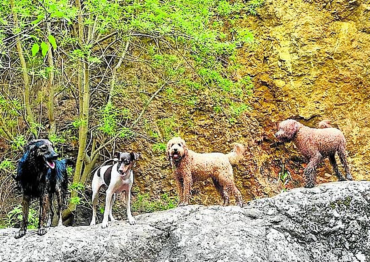 Imagen secundaria 1 - Barranco de Azuaje: naturaleza salvaje entre laurisilva y agua