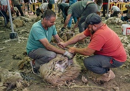 Caideros de Gáldar acogió este jueves la trasquilá de 250 ovejas de raza canaria.