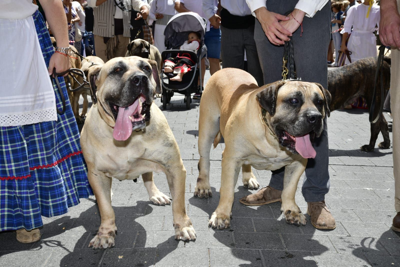 El Paseo Romero conquista Santa Catalina