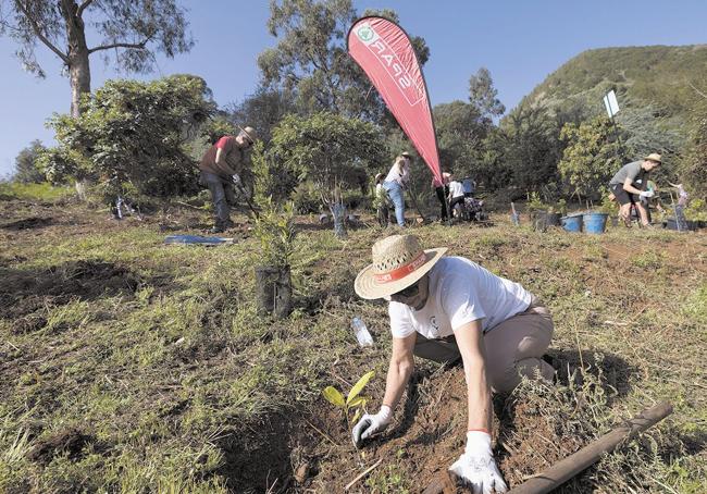 La cadena ha reforestado este año 2.000 metros cuadrados en la Finca de Osorio