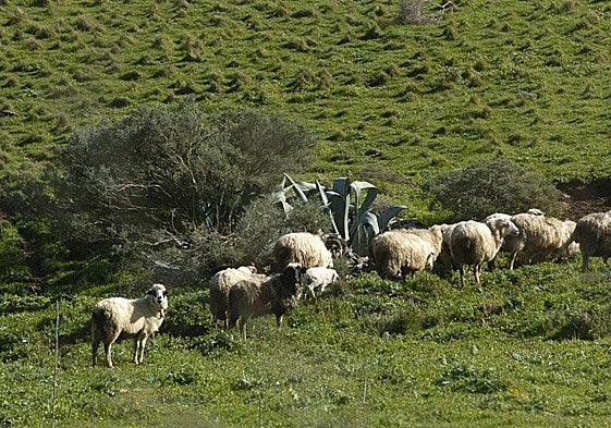 Un premio al pastoreo