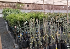 Árboles listos para el reparto.