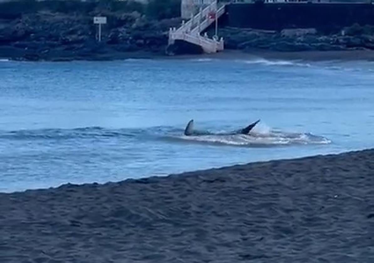 Cierran al baño la playa de Melenara por la presencia de un tiburón