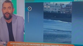 El tiburón llena las redes de memes: «A San Agustín ahora se le llama la playa de 'San Incomodín'»