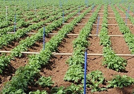 Cultivo de papas en las medianías de Gran Canaria.
