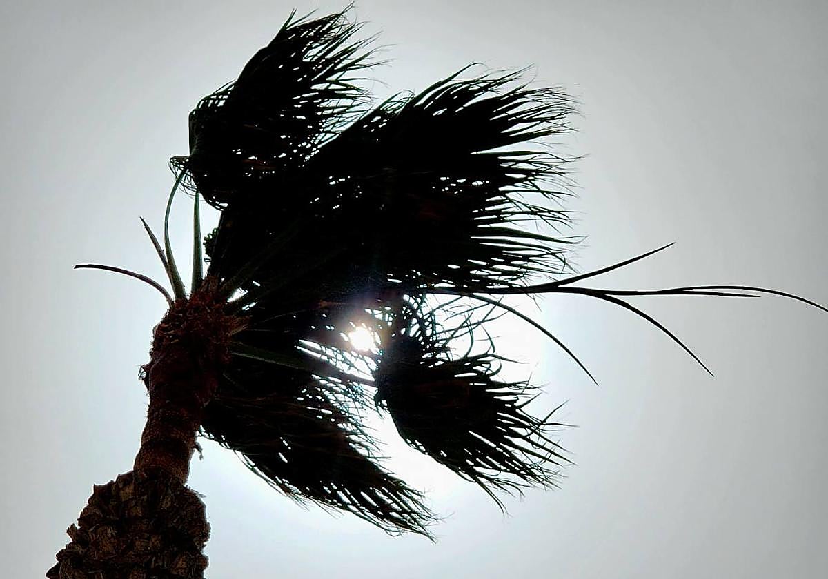 Imagen de archivo de una palmera agitada por el viento.