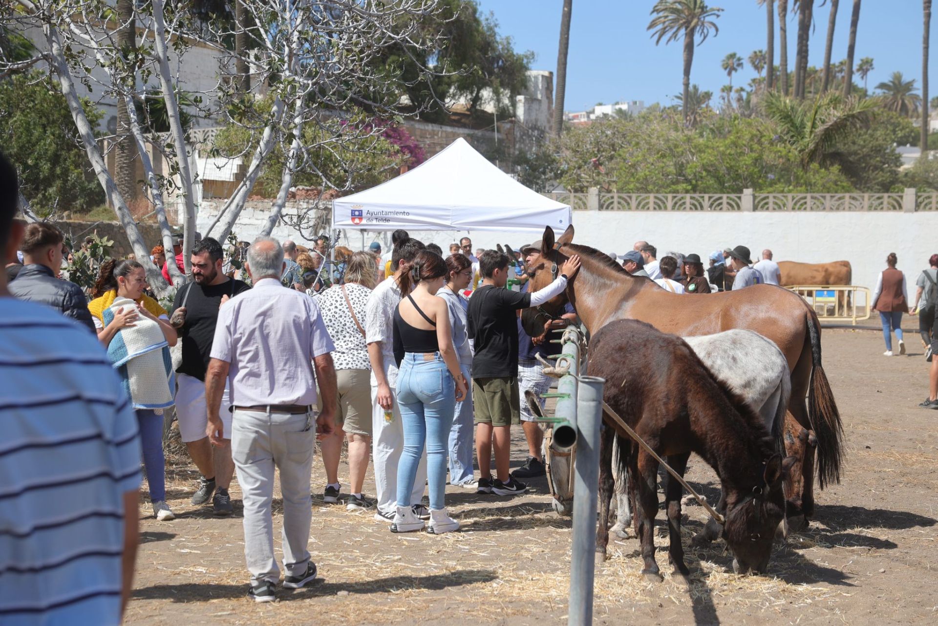 La feria de ganado de Telde, en imágenes