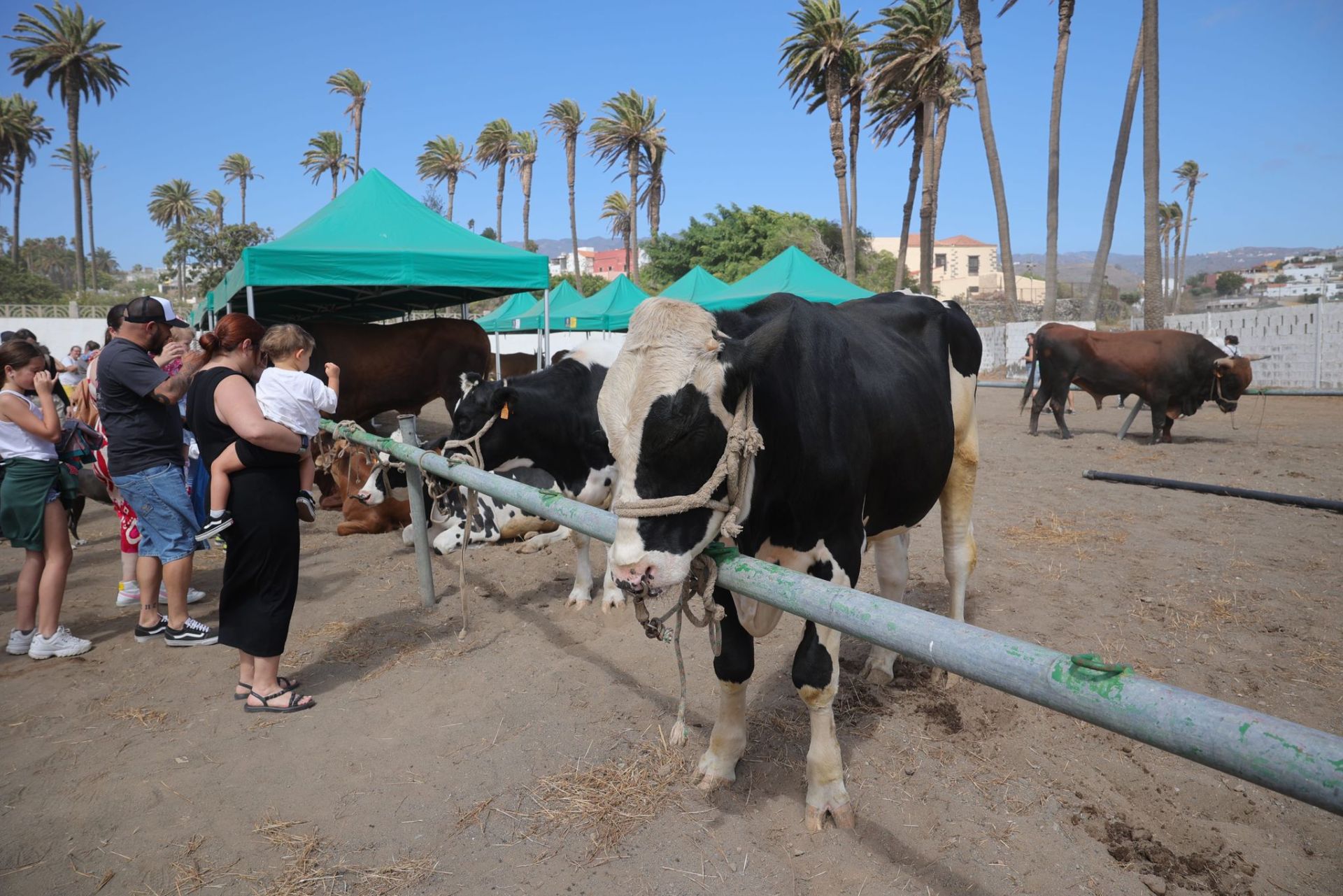 La feria de ganado de Telde, en imágenes
