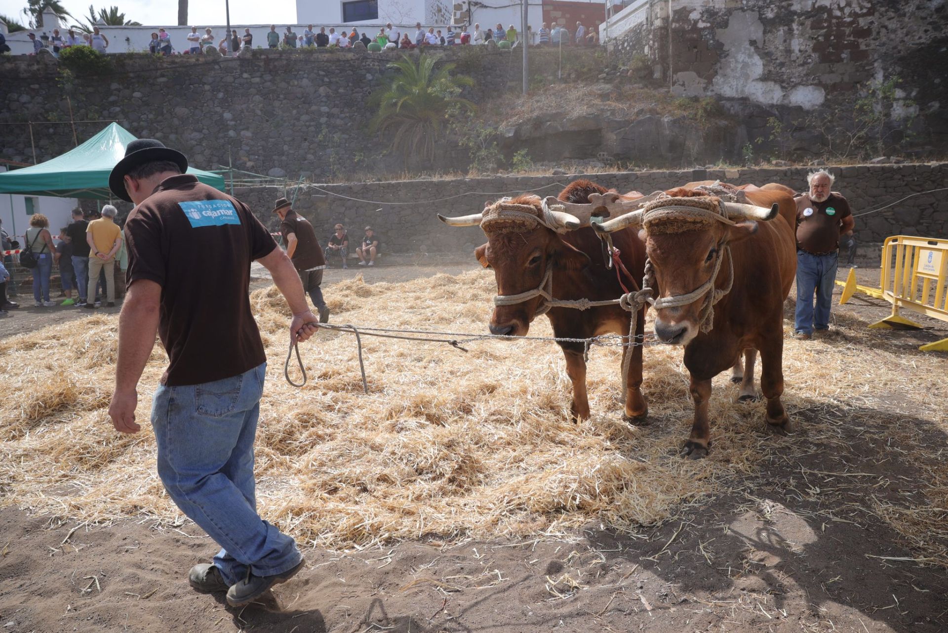 La feria de ganado de Telde, en imágenes
