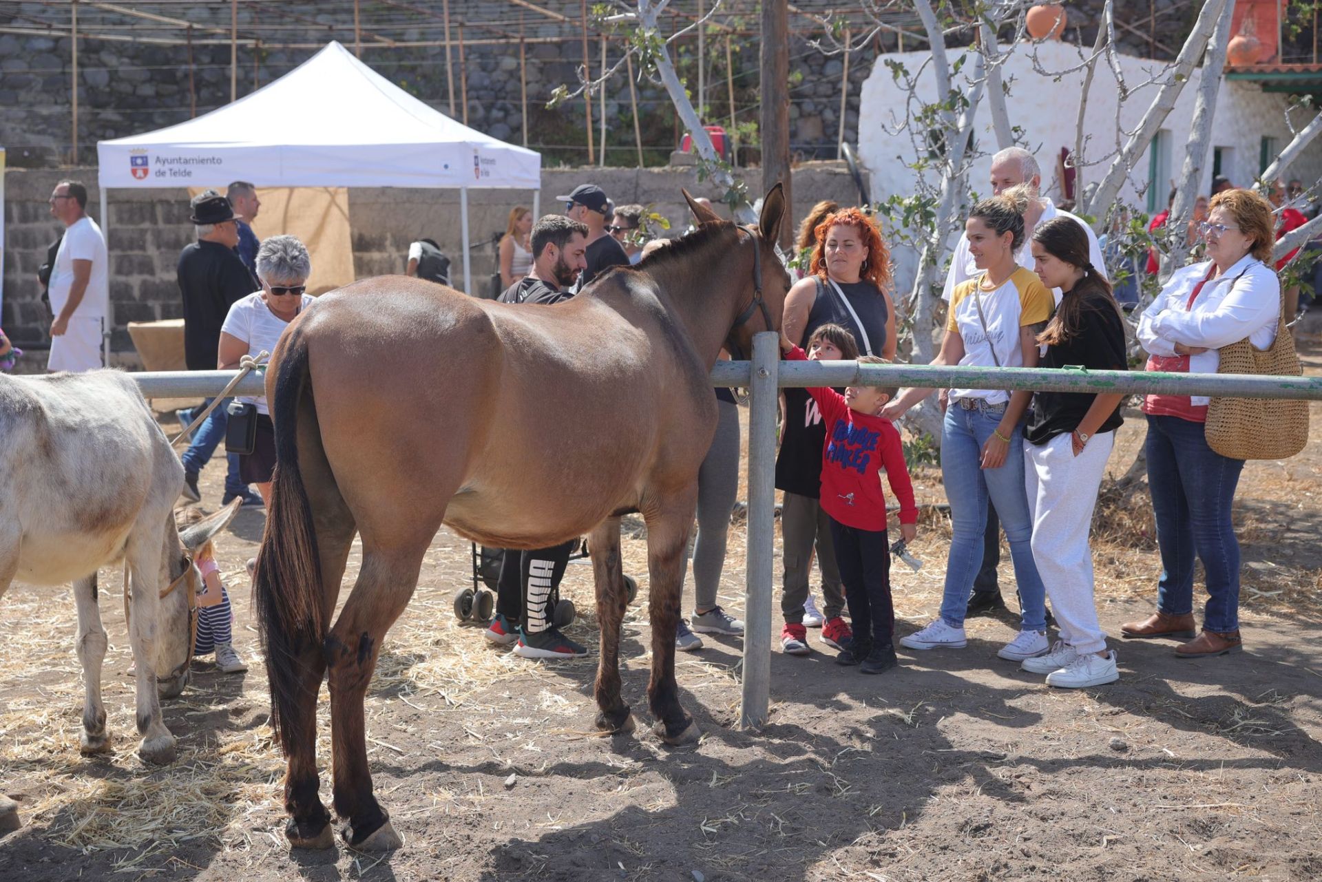 La feria de ganado de Telde, en imágenes