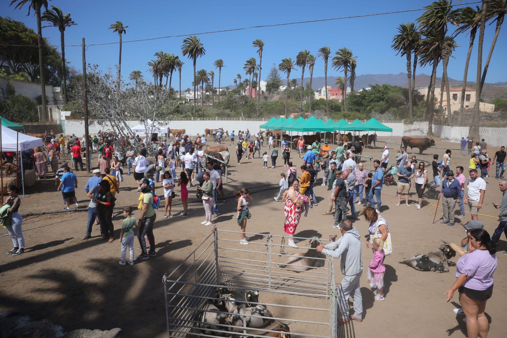 La feria de ganado de Telde, en imágenes