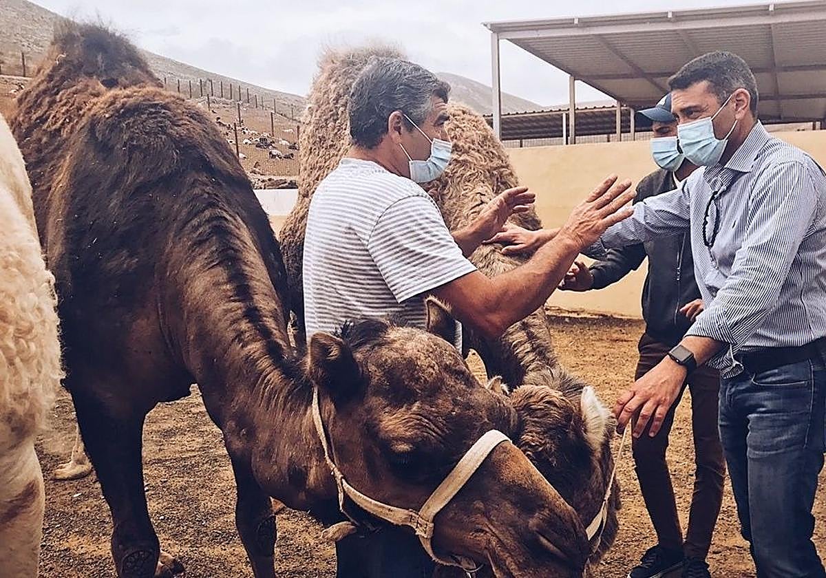 Oswaldo Betancort, en una explotación camellar sureña.