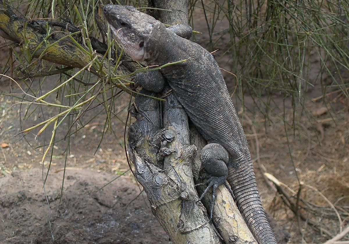 El gran lagarto de Gran Canaria están en creciente peligro de extinción debido a la acción predadora en esas islas de especies invasoras.