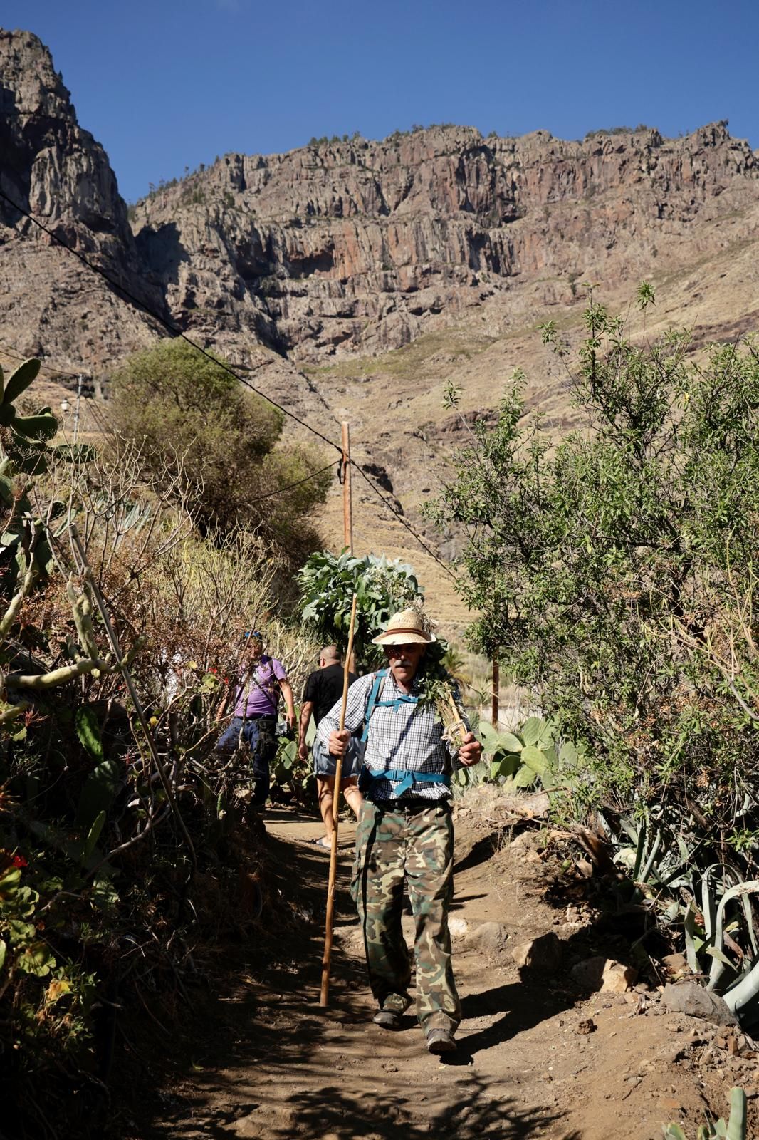 El Valle de Agaete vibra con la Rama de San Pedro, en imágenes