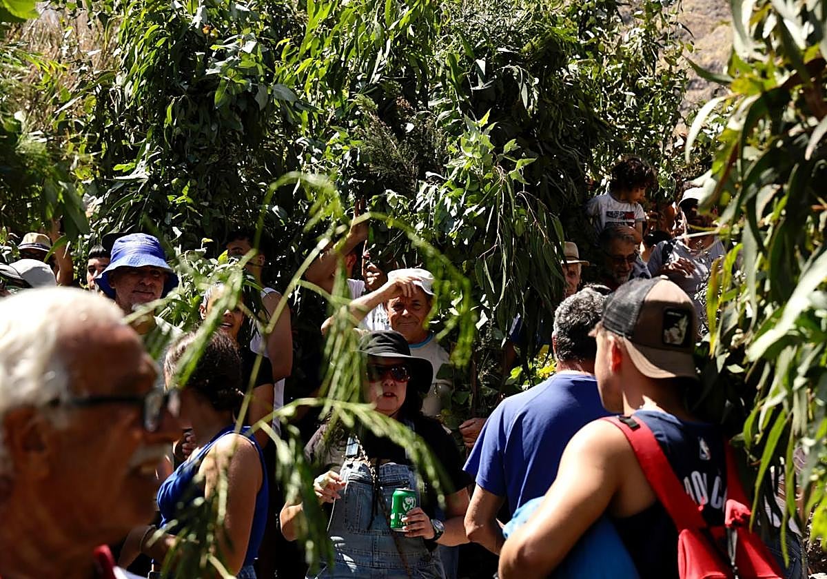 El Valle de Agaete vibra con la Rama de San Pedro, en imágenes