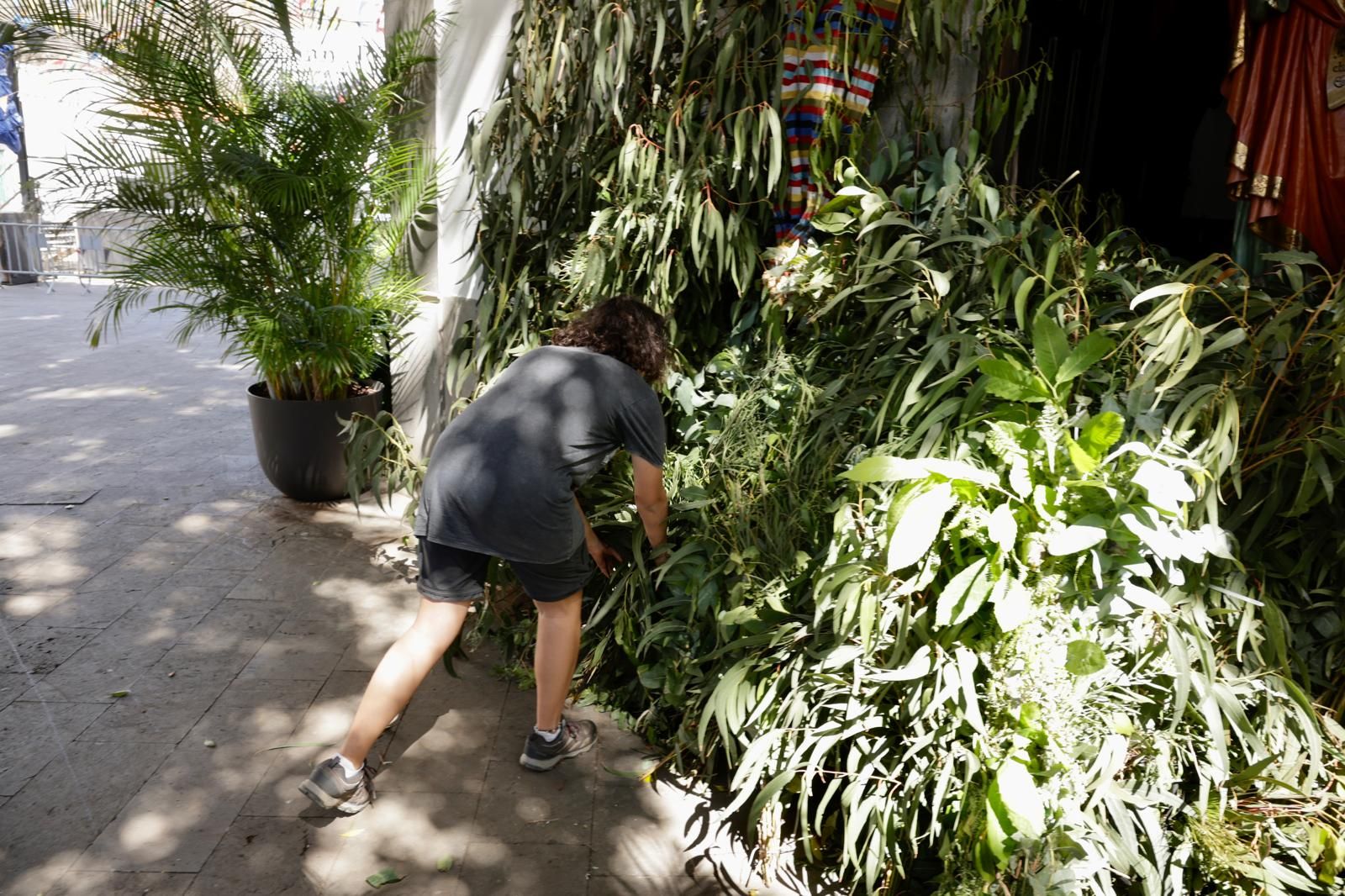 El Valle de Agaete vibra con la Rama de San Pedro, en imágenes