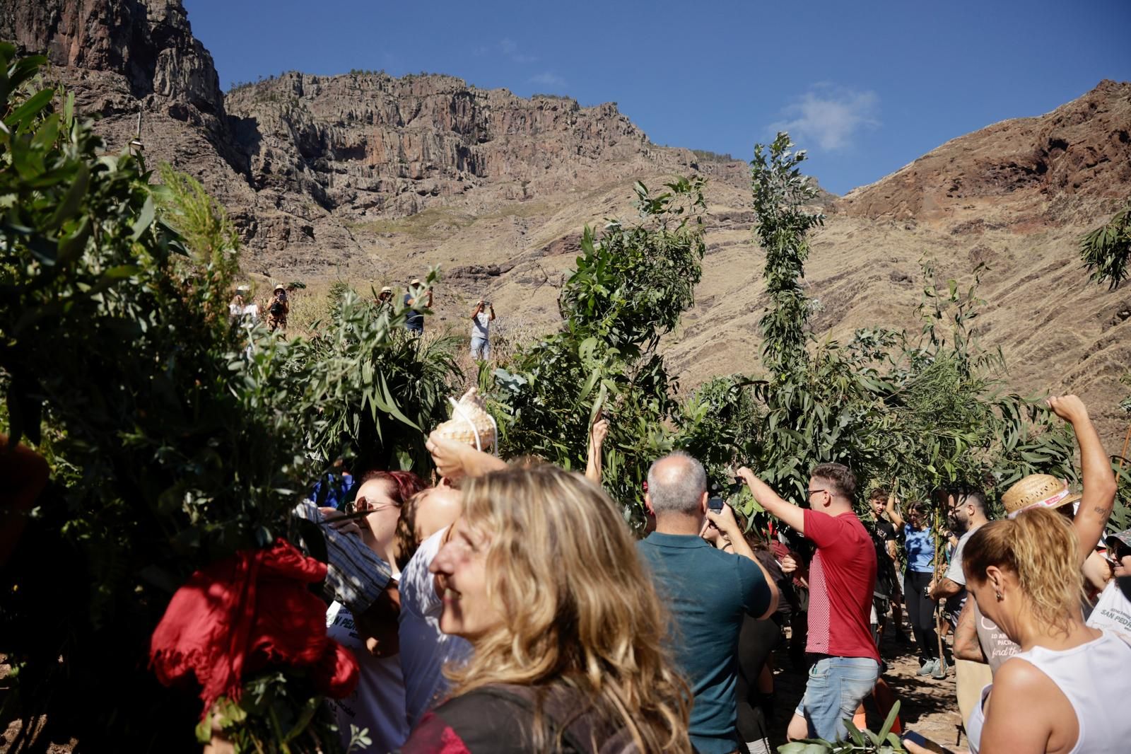 El Valle de Agaete vibra con la Rama de San Pedro, en imágenes