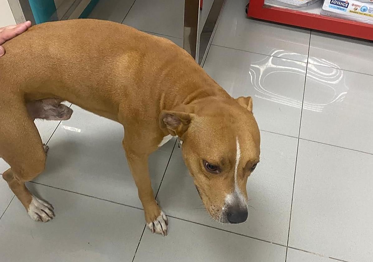 Imagen del perro que no fue recogido por el Ayuntamiento de Las Palmas de Gran Canaria.