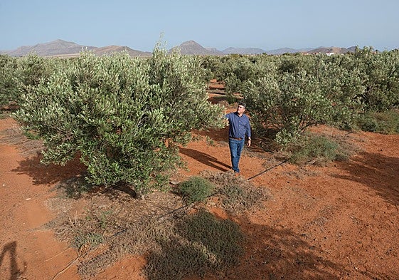 Armando Melián, presidente de Olivafuer, en la finca que gestiona en Meguez, en Casillas del Morales, donde crecen 1.200 olivos.